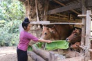 Nông thôn mới Sơn La: Nhiều đổi thay ở Chiềng Ngàm 