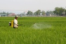 Sâu bệnh hại lúa Đông Xuân tăng cao, Bộ NN&PTNT họp trực tuyến để phòng ngừa