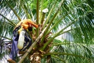 Trà Vinh: Bí kíp trồng dừa chưa kịp ra trái đã "hái" ra tiền