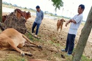 Thanh Hóa: Dân hoang mang, phẫn nộ khi 4 con bò đột nhiên sùi bọt mép lăn ra chết