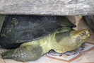 'Cụ rùa' sống dưới tượng phật Quan Âm, ăn chay trong chùa ở miền Tây
