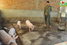 Đắk Nông: Giá lợn giống "khét lẹt", "lùng" cả tháng mua được 4 con