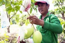 Kiên Giang: Chỉ cho nhau cách trồng xoài chuẩn VietGAP mà giàu