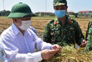 Huế: 11.000 ha lúa thiệt hại, Chủ tịch tỉnh xuống đồng động viên nông dân