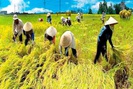 Xuất khẩu gạo: Giờ là lúc chuẩn bị tốt vụ lúa hè thu