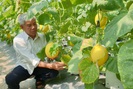 Thanh Hóa: U70 trồng dưa vàng công nghệ cao, ngay vụ đầu đã có gần 50 triệu