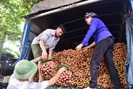 309 thương nhân Trung Quốc sang mua vải thiều ngay tại cửa khẩu bằng xe chuyên dụng