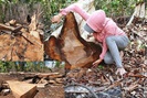 ‘Đại công xưởng’ phá rừng ở Gia Lai
