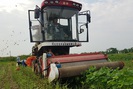 Thuê hàng nghìn hecta trồng đậu tương rau xuất khẩu