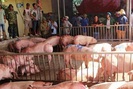 Gần 500 con lợn sống nhập từ Thái Lan đã được thương lái thu mua