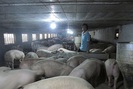 Đắng cay nghề nuôi lợn: 3 năm nuôi 7 lứa, lỗ đậm 5 lứa