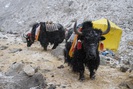 Không phải chó ngao, loài vật này mới là báu vật của Tây Tạng 