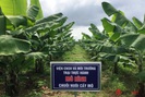 Đại học Tây Nguyên nghiên cứu trồng chuối Nam Mỹ tiêu chuẩn VietGAP