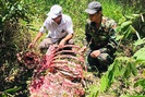Một cá thể nghi bò tót nặng 200kg bị săn trộm ở Vườn Quốc gia Cát Tiên