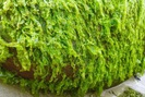 Về Cổ Thạch “săn" rêu xanh phủ kín, ngắm đá 7 màu đủ sắc màu, hình thù