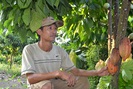 Cho tiêu, điều "ở chung" với ca cao, nông dân Bình Phước sống khỏe