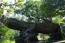Toàn "siêu cây" bạc tỷ của đại gia nức tiếng một thời trong khu vườn bỏ hoang
