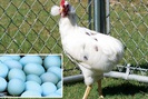 Bí ẩn về loài gà lạ dáng đẹp, không đuôi, lại đẻ sòn sòn ra trứng màu tới 240 quả/năm