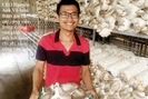 CEO "chất nông dân" và ước mơ : mang nấm sạch ra thế giới