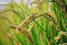 Thái Lan sắp mất vị thế cường quốc xuất khẩu gạo