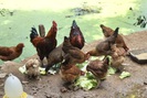 Đà Nẵng: Chi hội trưởng phụ nữ tiết lộ bí quyết nuôi gà “3 sạch”, lãi hàng trăm triệu đồng
