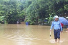 230ha lúa của tỉnh Tuyên Quang bị ngập úng vì mưa lớn