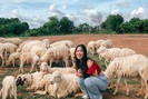 Lạc vào miền quê châu Âu tại 4 đồng cừu Việt Nam
