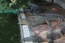 Trại cá sấu lớn nhất miền Bắc lao đao vì Covid-19