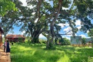 Ở Sơn La có "cụ" cây đa cổ thụ 500-600 tuổi khổng lồ có tới 2 thân kỳ lạ