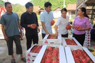 Thuận Châu xuất khẩu 2 tấn thanh long ruột đỏ sang Nga