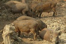 Thịt heo rừng tăng mạnh, giá 170.000 đồng/kg bán 1 con lãi 1,5 triệu đồng