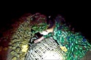 Lạng Sơn: Bắt 2.000 gà giống nhập lậu qua đường mòn vào Việt Nam 