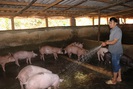 Lão nông vùng cao thu lãi 300 triệu đồng nhờ nuôi cả trăm con lợn
