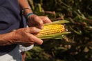 Nông dân Mỹ cũng không tránh khỏi tình trạng 'được mùa, mất giá'