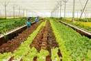 TP.Hồ Chí Minh: Hơn 840 tỷ đồng phát triển nông nghiệp an toàn