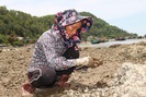 Cận cảnh nghề cạy hàu dưới nắng thiêu của phụ nữ làng biển