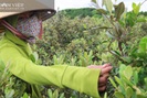 Hàng trăm người Hà Tĩnh kiếm tiền triệu mỗi ngày nhờ lên rừng hái loại quả "thần dược" bé tí này
