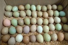 Loại trứng xanh đỏ khác thường, đắt gấp 15 lần trứng gà được bà nội trợ lùng mua là trứng gì?