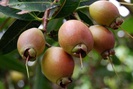 Loại trái cây ngọt thơm thời xưa ai cũng ghiền nhưng giờ gần như đã “mất tăm” ở Việt Nam