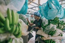 Logistics đang 'đè bẹp' sức cạnh tranh của nông sản Việt