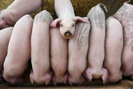 Nông dân Trung Quốc thế chấp lợn để vay ngân hàng