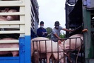 Nhập khẩu thịt lợn và lợn sống năm nay có thể tăng 60%