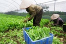 Sản xuất rau sạch ở Lĩnh Nam: Kiểm soát theo chuỗi khép kín từ sản xuất đến tiêu thụ