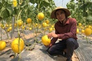 Trồng dưa lưới công nghệ Israel, một nông dân ở Thanh Hóa thu gần 200 triệu đồng sau hơn hai tháng