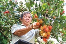 Cà Mau: Lão nông đem chôm chôm về trồng đất phèn chua mặn, cây bén rễ, trái ngọt lừ chưa chín đã được "đặt gạch"