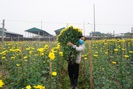 Hà Nội: Trời rét căm căm dưới 10 độ C, người dân Tây Tựu tất bật chăm sóc hoa bán Tết