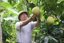 Đưa cây ăn quả lên đất dốc, nông dân Mai Sơn thu nhập khá