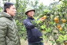 Huy Tân: Tập trung thực hiện tiêu chí thu nhập trong xây dựng nông thôn mới
