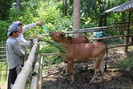 Bỏ trồng ngô lên núi nuôi bò, lão nông dân tộc Thái sở hữu tài sản lớn