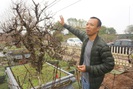 Hà Nội: Đào Nhật Tân hàng chục năm tuổi được "săn đón gắt gao", có người ngã giá cả trăm triệu về chưng Tết